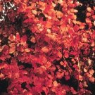 5 Seeds Rhus aromatica AROMATIC SUMAC Shrub (Seeds)