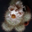 10 Seeds Escobaria zilziana Hardy Ball Cactus (Seeds)