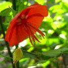 5 Seeds Pentapetes phoenicea SCARLET MALLOW (Seeds)