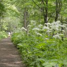 5 Seeds Heracleum lanatum COW PARSNIP (Seeds)