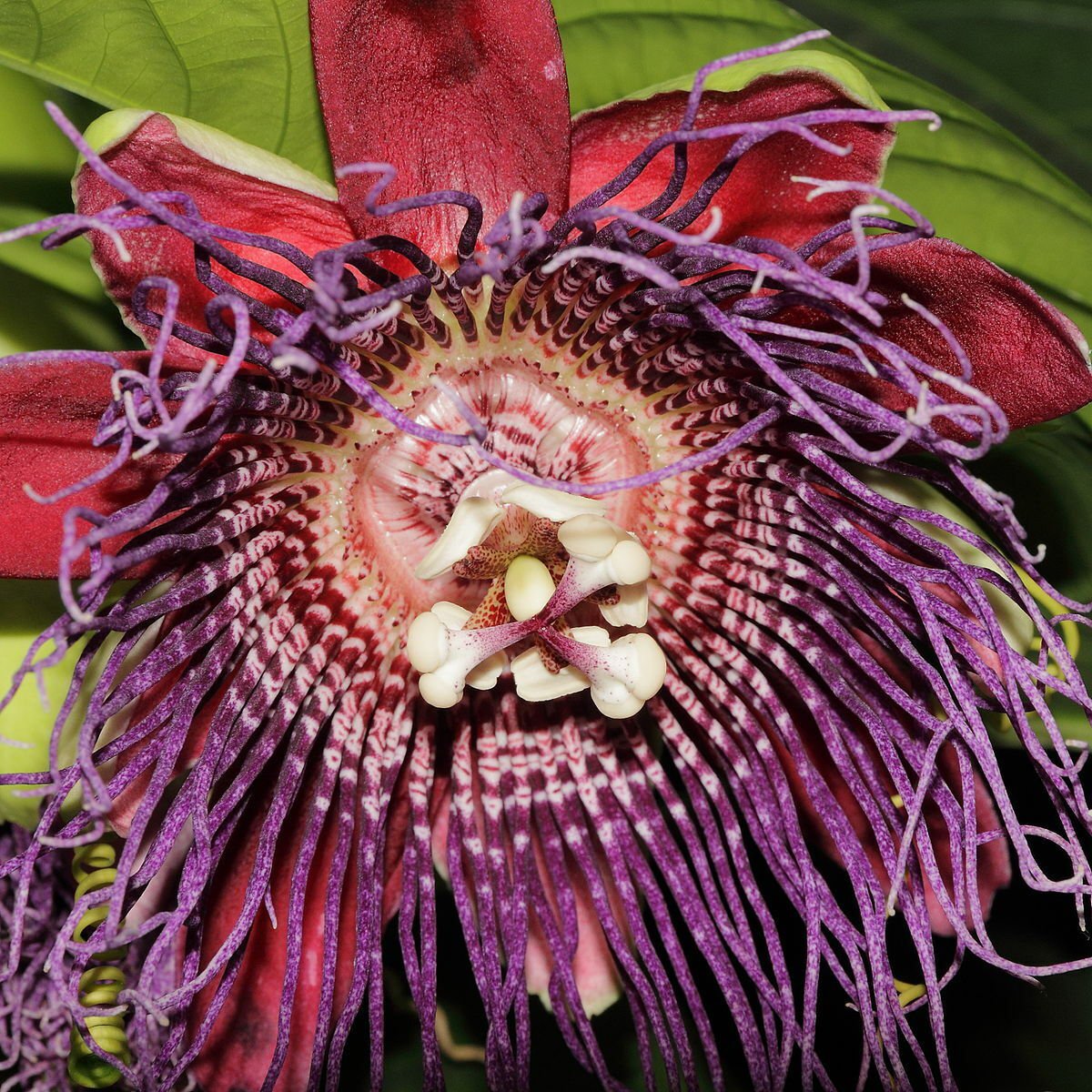 5 Seeds Passiflora quadrangularis GIANT PASSIONFRUIT Exotic (Seeds)