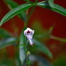 10 Seeds Andrographis paniculata GREEN CHIRETTA (Seeds)