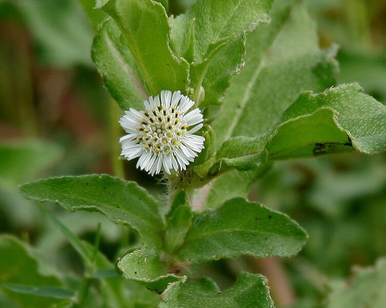 10 Seeds Eclipta prostrata YERBA DE TAJO (Seeds)