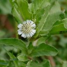10 Seeds Eclipta prostrata YERBA DE TAJO (Seeds)