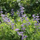 10 Seeds Baptisia australis BLUE WILD INDIGO (Seeds) 10 Seeds Baptisia australis BLUE WILD INDIGO (Seeds)