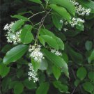 5 Seeds Prunus serotina BLACK CHERRY TREE (Seeds)