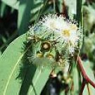 10 Seeds Eucalyptus camaldulensis RIVER RED GUM (Seeds)
