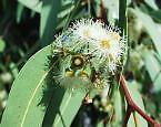 10 Seeds Eucalyptus camaldulensis RIVER RED GUM (Seeds)