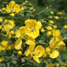 5 Seeds Cassia auriculata CASSIA Yellow flowers (Seeds)
