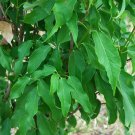 5 Seeds Acer cinnamomifolium EVERGREEN MAPLE TREE (Seeds)