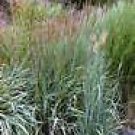 10 Seeds Sorghastrum nutans UNIQUE ORNAMENTAL GRASS (Seeds)