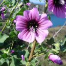 5 Seeds Lavatera arborea TREE MALLOW (Seeds)