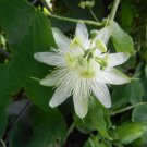 5 Seeds Passiflora subpeltata PASSIONFLOWER Exotic (Seeds)