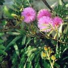 5 Seeds Schrankia nuttallii HARDY SENSITIVE PLANT SEEDS RARE (Seeds)