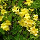 5 Seeds Macfadyena unguis cati EVERGREEN VINE Yellow Flowers (Seeds)