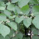 5 Seeds Alangium chinense CHINESE ALANGIUM (Seeds)