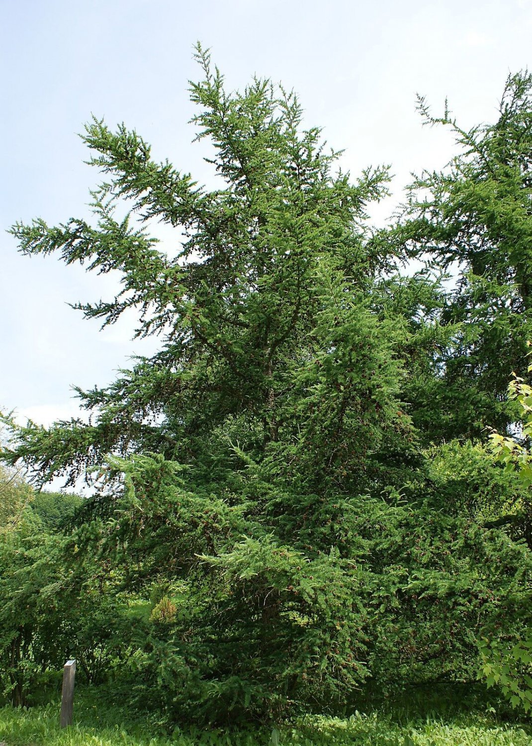 5 Seeds Larix gmelinii LARCH Tree (Seeds)