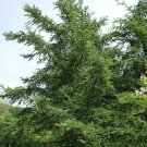 5 Seeds Larix gmelinii LARCH Tree (Seeds)