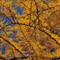 5 Seeds Larix gmelinii LARCH Tree (Seeds)