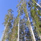 10 Seeds Eucalyptus grandis ROSE GUM - Unique Tree (Seeds)