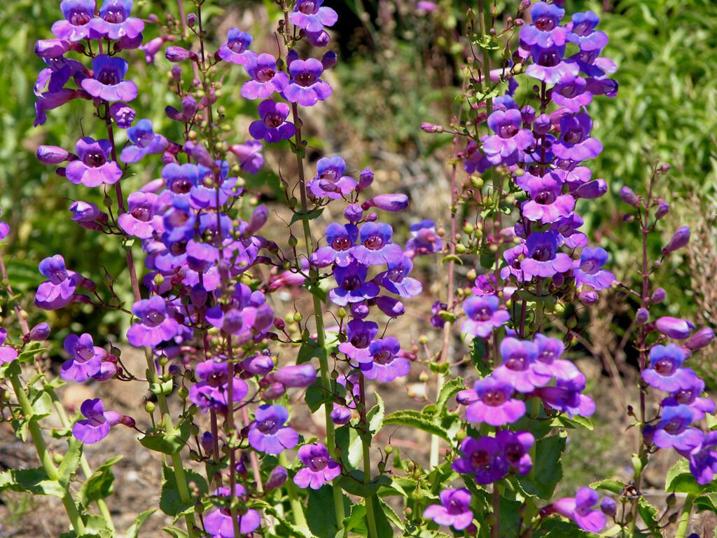 10 Seeds Penstemon spectabilis SHOWY PENSTEMON (Seeds)