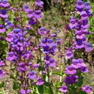 10 Seeds Penstemon spectabilis SHOWY PENSTEMON (Seeds)