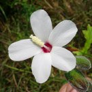 5 Seeds Abelmoschus ficulneus WILD MUSK MALLOW (Seeds)