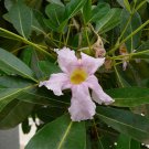 5 Seeds Tabebuia rosea ROSY TRUMPET TREE (Seeds)