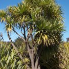 5 Seeds Cordyline australis CABBAGE TREE - EXOTIC (Seeds)