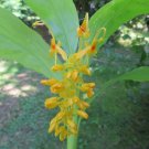 5 Seeds Globba schomburgkii GOLDEN DANCING GIRL GINGER (Seeds)