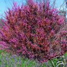 10 Seeds Cercis occidentalis WESTERN REDBUD TREE (Seeds)