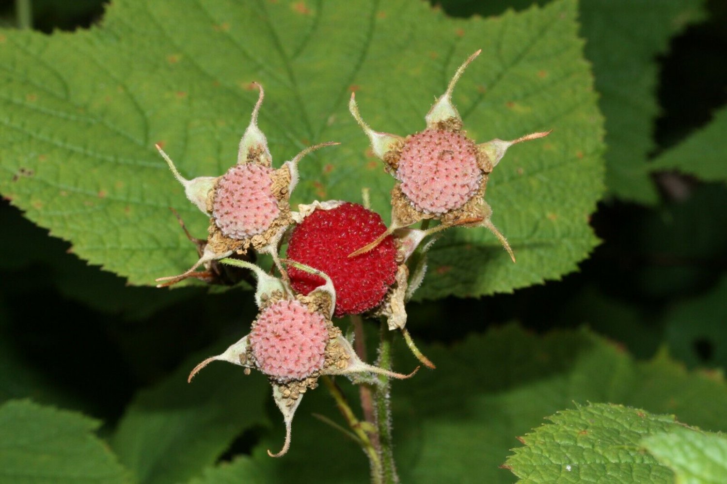 5 Seeds Rubus parviflorus WESTERN THIMBLE BERRY Fruit (Seeds)