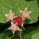 5 Seeds Rubus parviflorus WESTERN THIMBLE BERRY Fruit (Seeds)