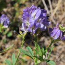 50 Seeds Medicago sativa - ALFALFA (Seeds)