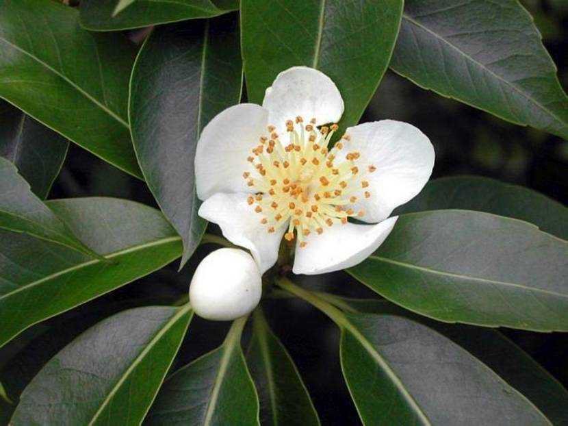5 Seeds Schima superba UNIQUE EVERGREEN TREE (Seeds)