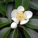 5 Seeds Schima superba UNIQUE EVERGREEN TREE (Seeds)