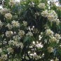 5 Seeds Schima superba UNIQUE EVERGREEN TREE (Seeds)