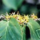 5 Seeds Hamamelis virginiana WITCH HAZEL Shrub (Seeds)