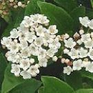10 Seeds Viburnum tinus EVERGREEN SHRUB (Seeds)