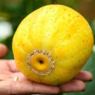 10 Seeds Cucumis melo var dadaim LEMON CUCUMBER (Seeds)