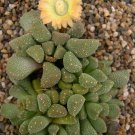 5 Seeds Aloinopsis luckhoffii HARDY LIVING STONE Exotic (Seeds)