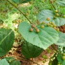 5 Seeds Grewia optiva BIHUL Unique Tree (Seeds)