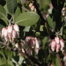 5 Seeds Arctostaphyllos pungens MANZANITA Exotic (Seeds)