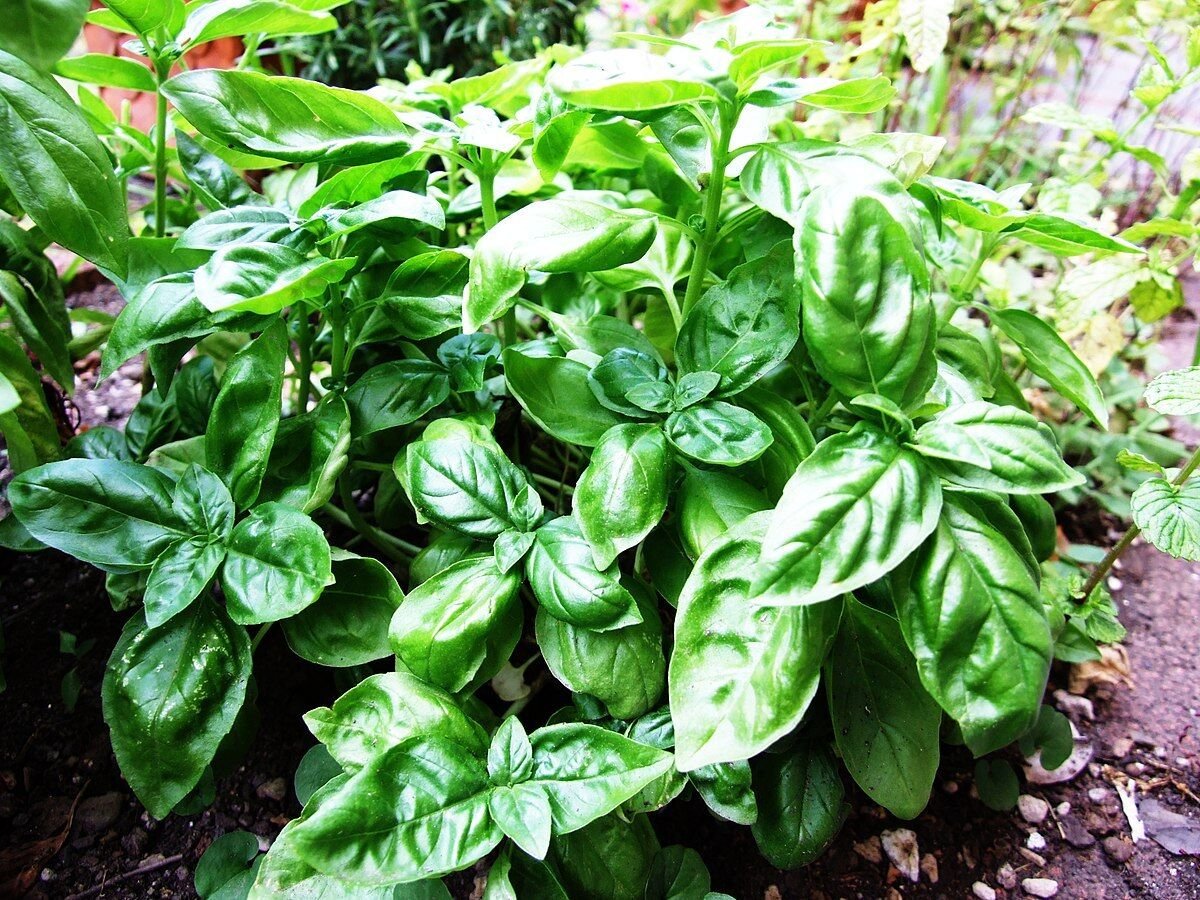 10 Seeds Ocimum basilicum BASIL Herb (Seeds)