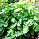 10 Seeds Ocimum basilicum BASIL Herb (Seeds)