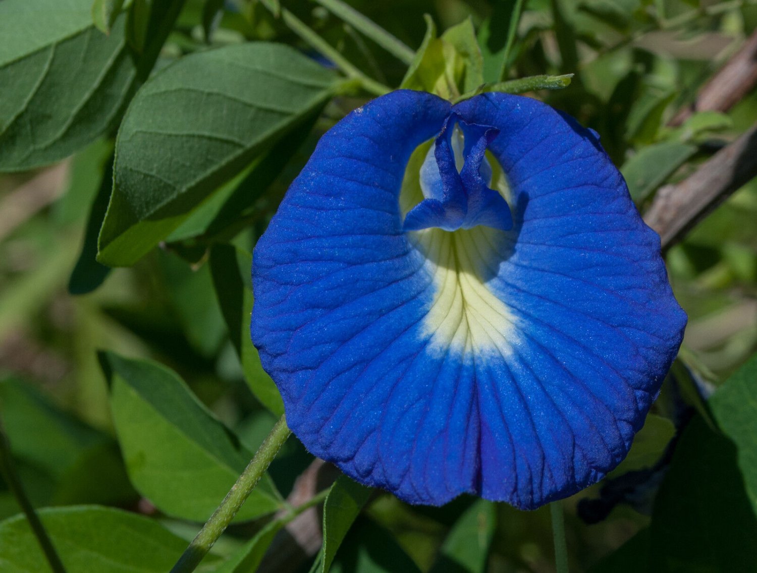 Clitoria ternatea BLUE FLOWERS Exotic Vine (Seeds)