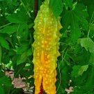 5 Seeds Mormordica charantia BITTER MELON (Seeds)