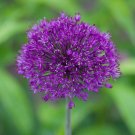 5 Seeds Allium aflatunense PURPLE SENSATION (Seeds)
