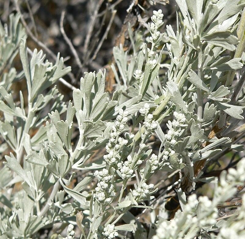 5 Seeds Artemisia tridentata UNIQUE SHRUB (Seeds)