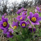 5 Seeds Pulsatilla vulgaris PASQUE FLOWER (Seeds)